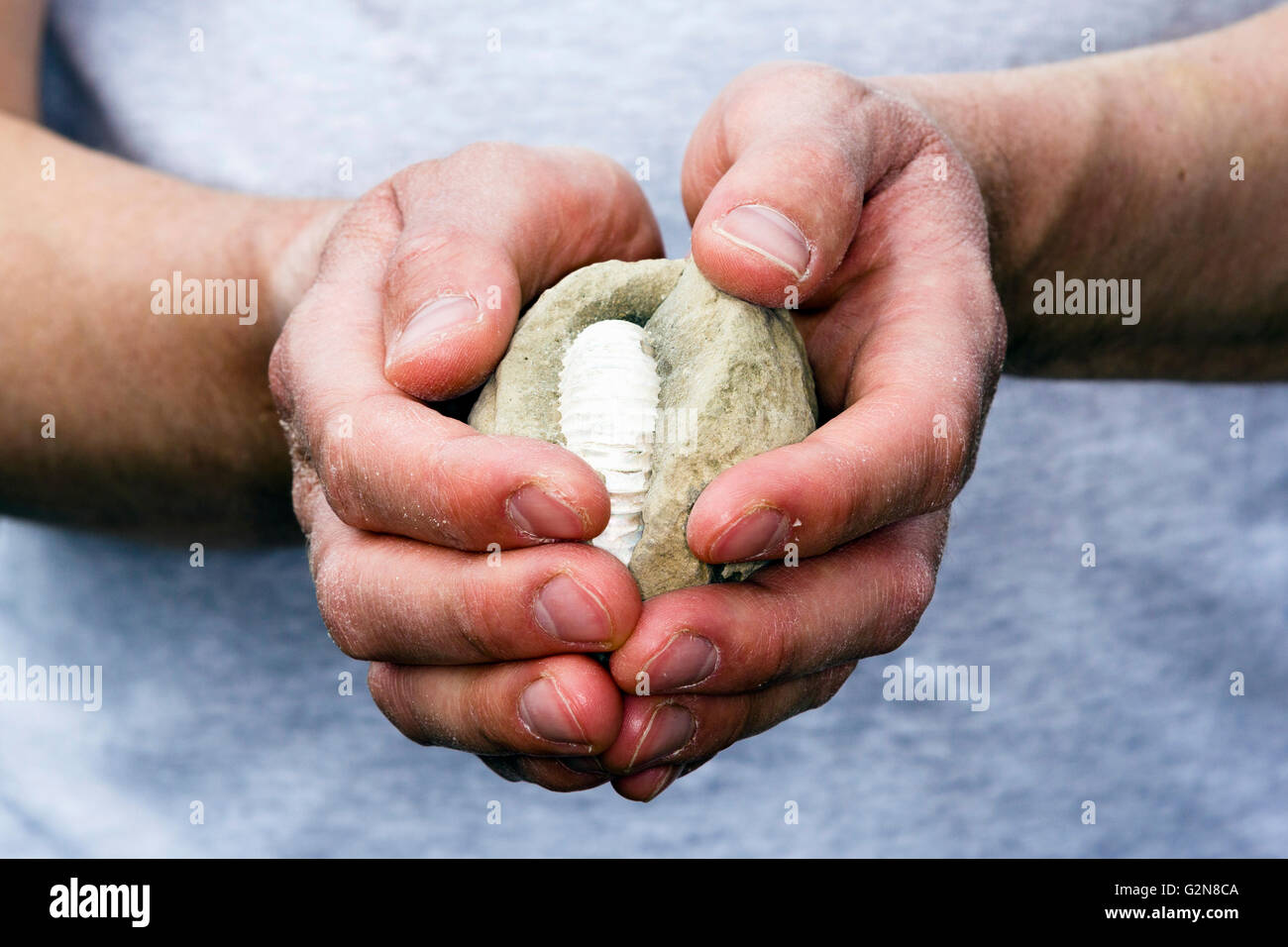 Hombre sujetando una concreción que contenga un fósil de ammonites Foto de stock