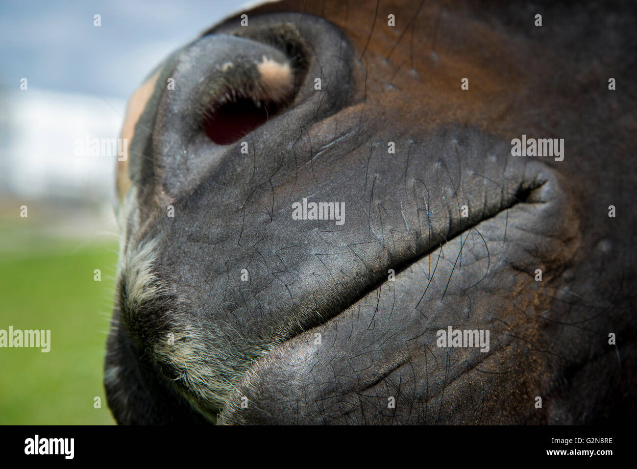 Cerca de un caballo en la boca y fosas nasales. Foto de stock