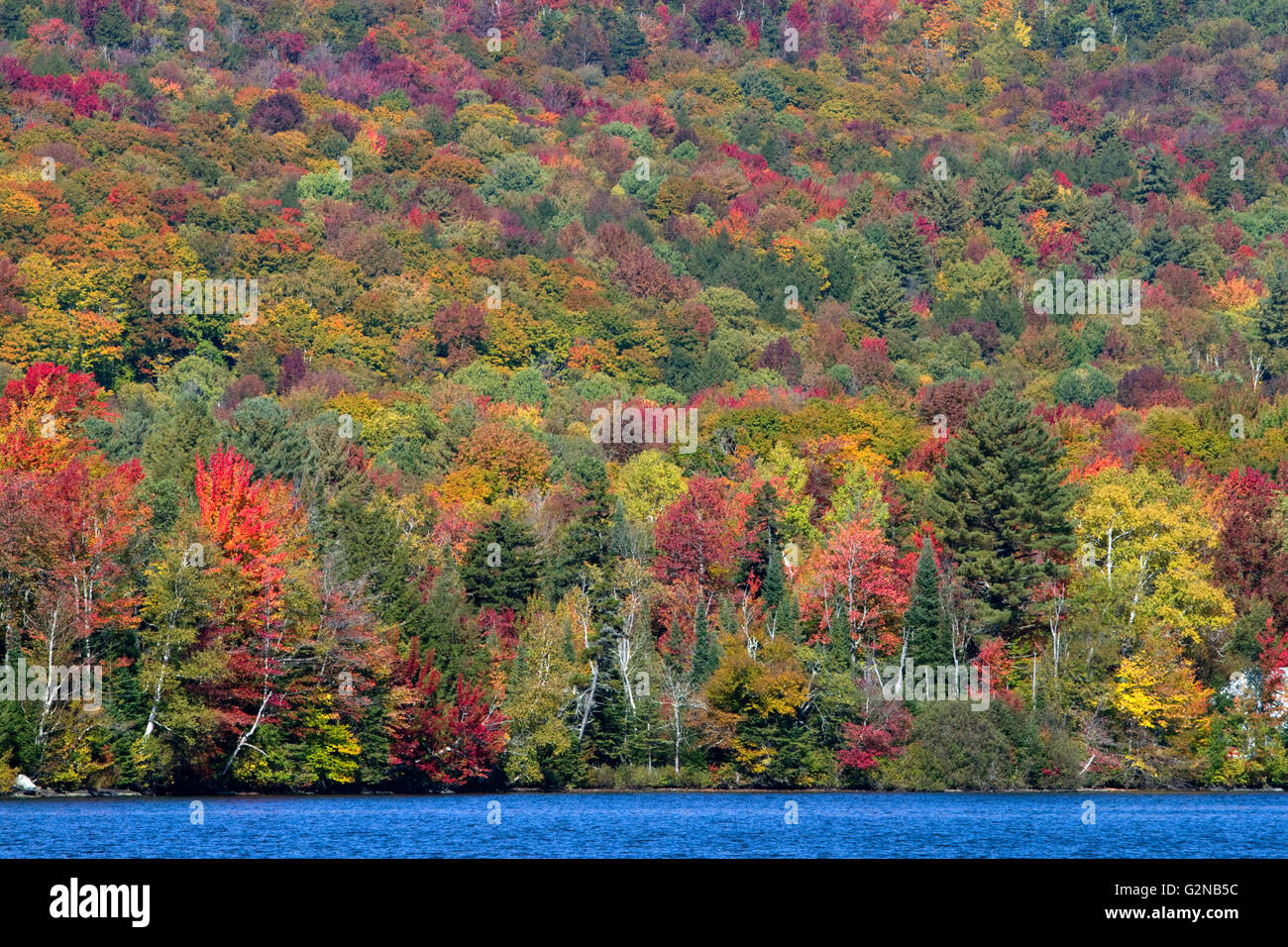 El follaje de otoño, cerca del lago Elmore, en el condado de Lamoille, Vermont, EE.UU. Foto de stock