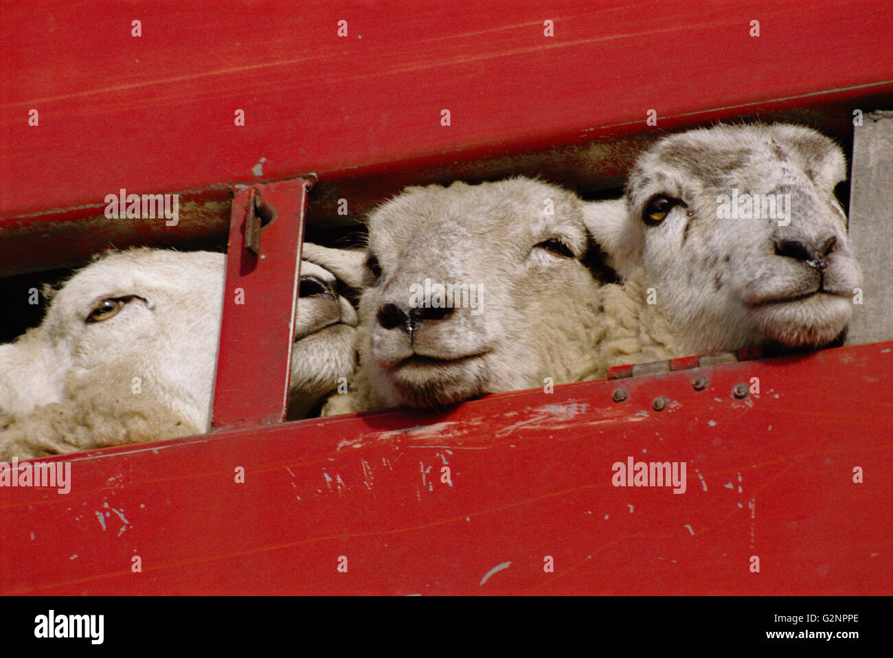 Vivir el transporte de ovejas, Brigtlingsea, Essex, Inglaterra, Reino Unido, GB. Foto de stock