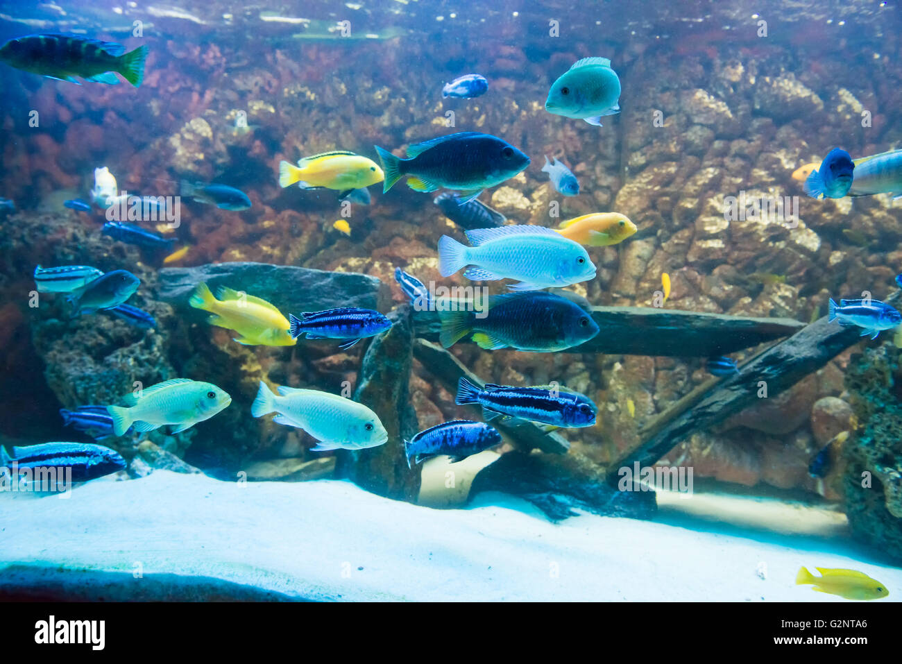 Los peces de agua dulce acuario colorido mojarras. Foto de stock