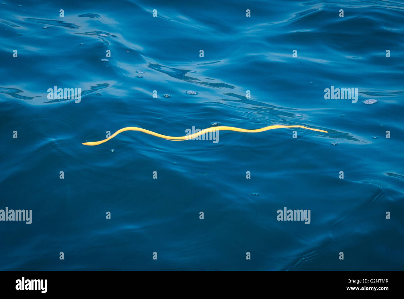 GULFO DULCE, COSTA RICA - Amarillo-curva, serpiente de mar nadando en la superficie del agua en el gulfo Dulce. El veneno tóxico. Pelamis platura Foto de stock