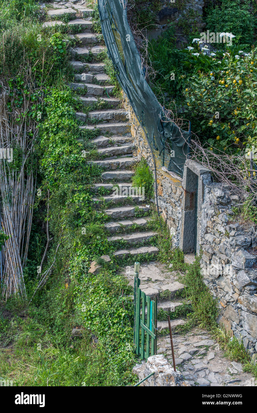 Las terrazas encima vitícola Riomaggiore, cerca de La Spezia, Liguria, Italia Foto de stock