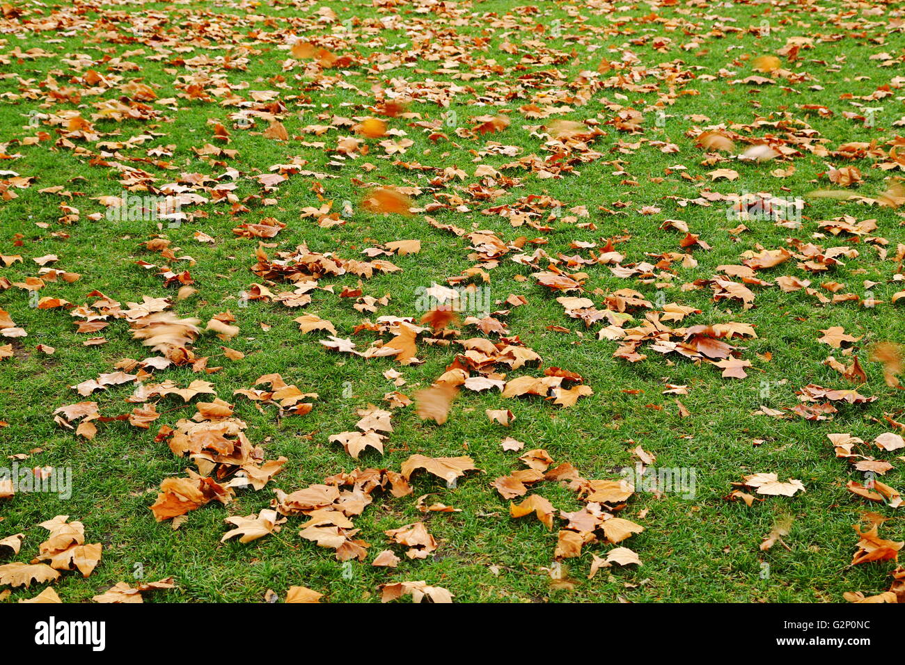 Hojas de otoño se asientan sobre un césped verde y exuberante en Salamanca Place en Hobart, Tasmania, Australia. Foto de stock