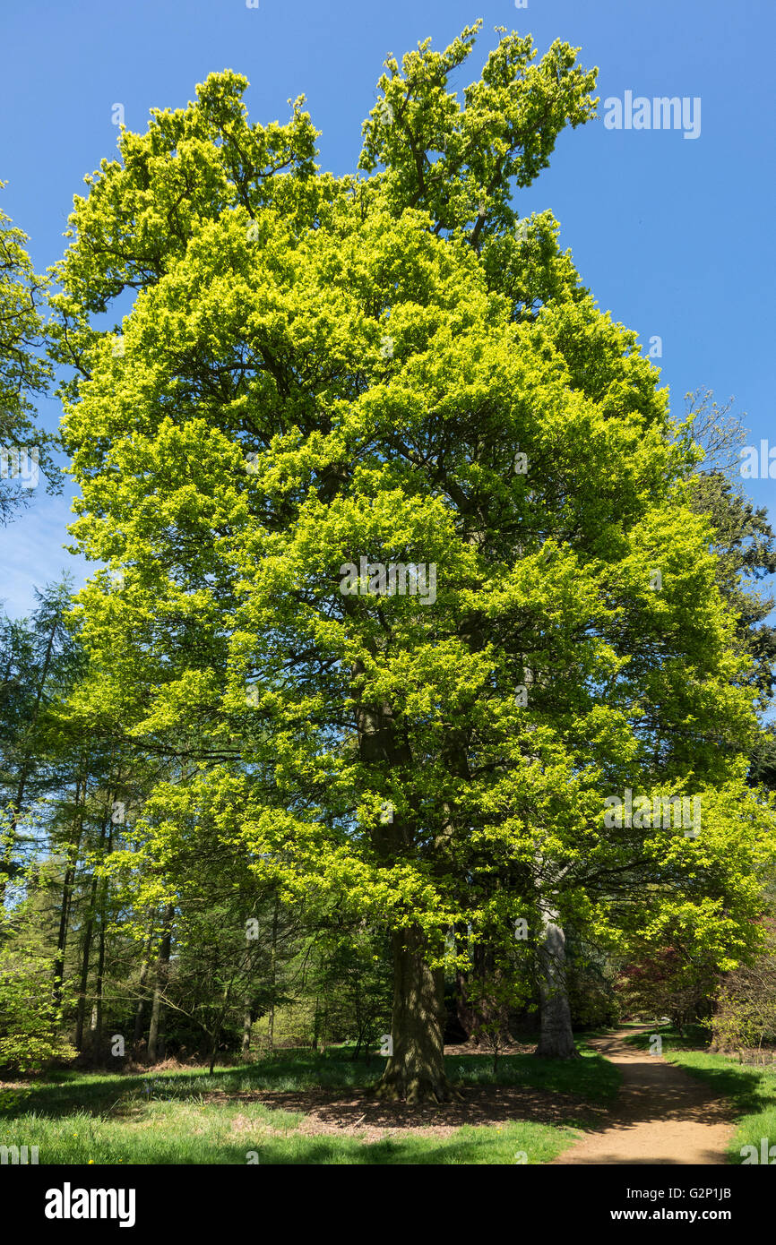 English roble, Quercus robur Foto de stock