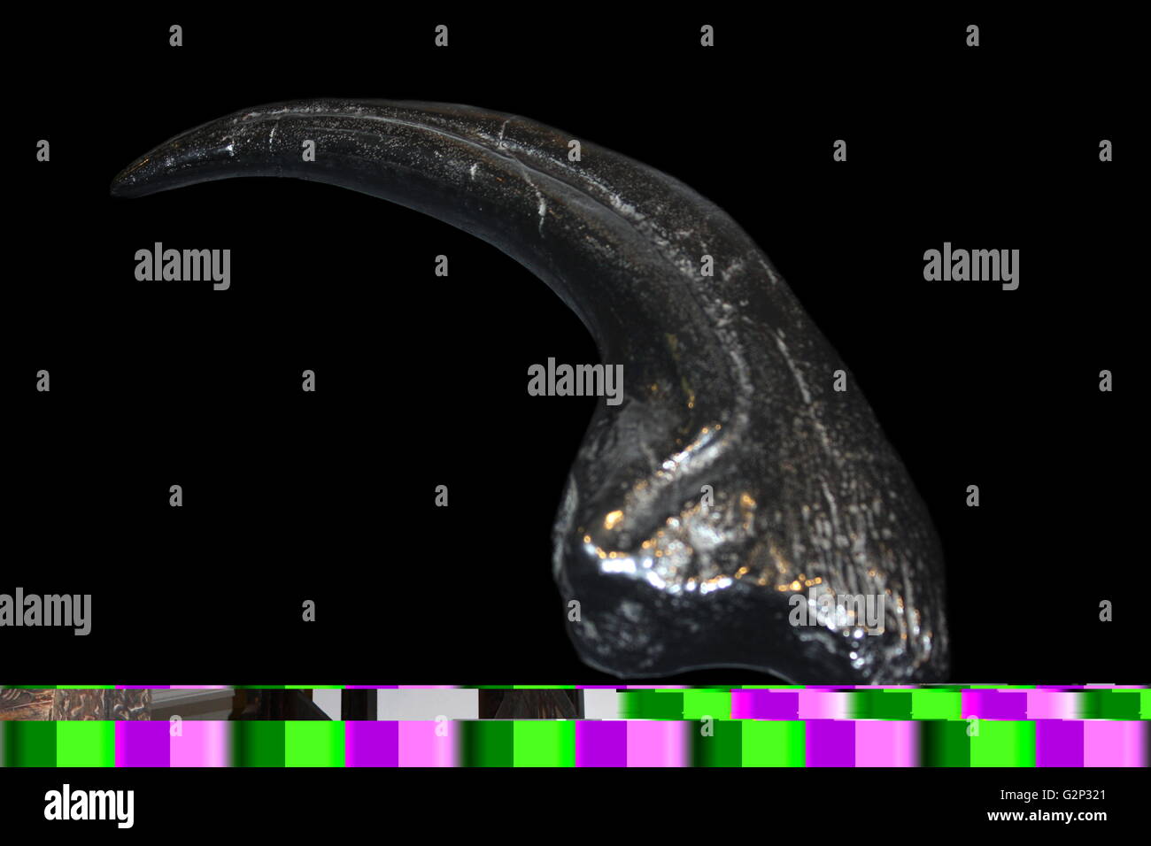 Garra de un Torvosaurus. Una de dinosaurios terópodos provenientes desde finales del período jurásico. Su nombre significa "lagarto salvaje'. Foto de stock