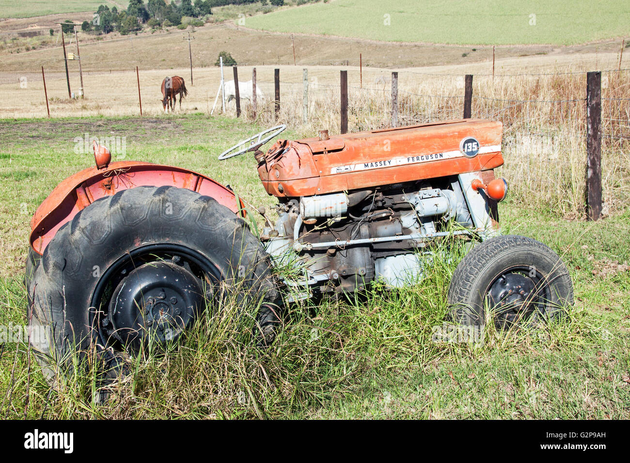 Vintage abandonados tractor Massey Ferguson 135 rojo cubiertas de hierba y  dos caballos en granjas de caña de azúcar Fotografía de stock - Alamy
