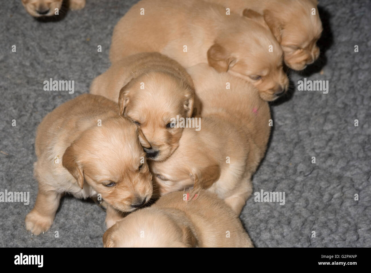 Golden retriever cachorros hermanos juntos sobre una alfombra de pieles de poliéster gris Foto de stock