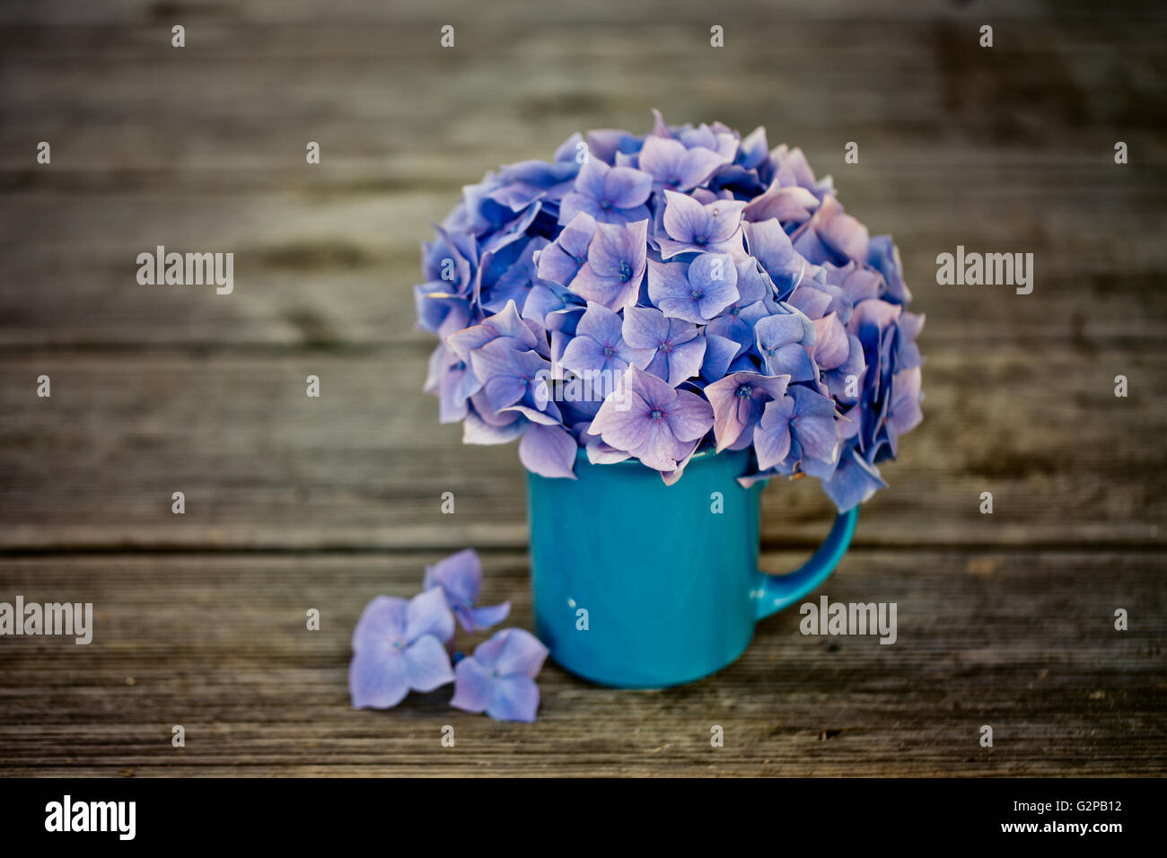 Bodegón con colores pastel azul Hortensia flores en lata Fotografía de  stock - Alamy