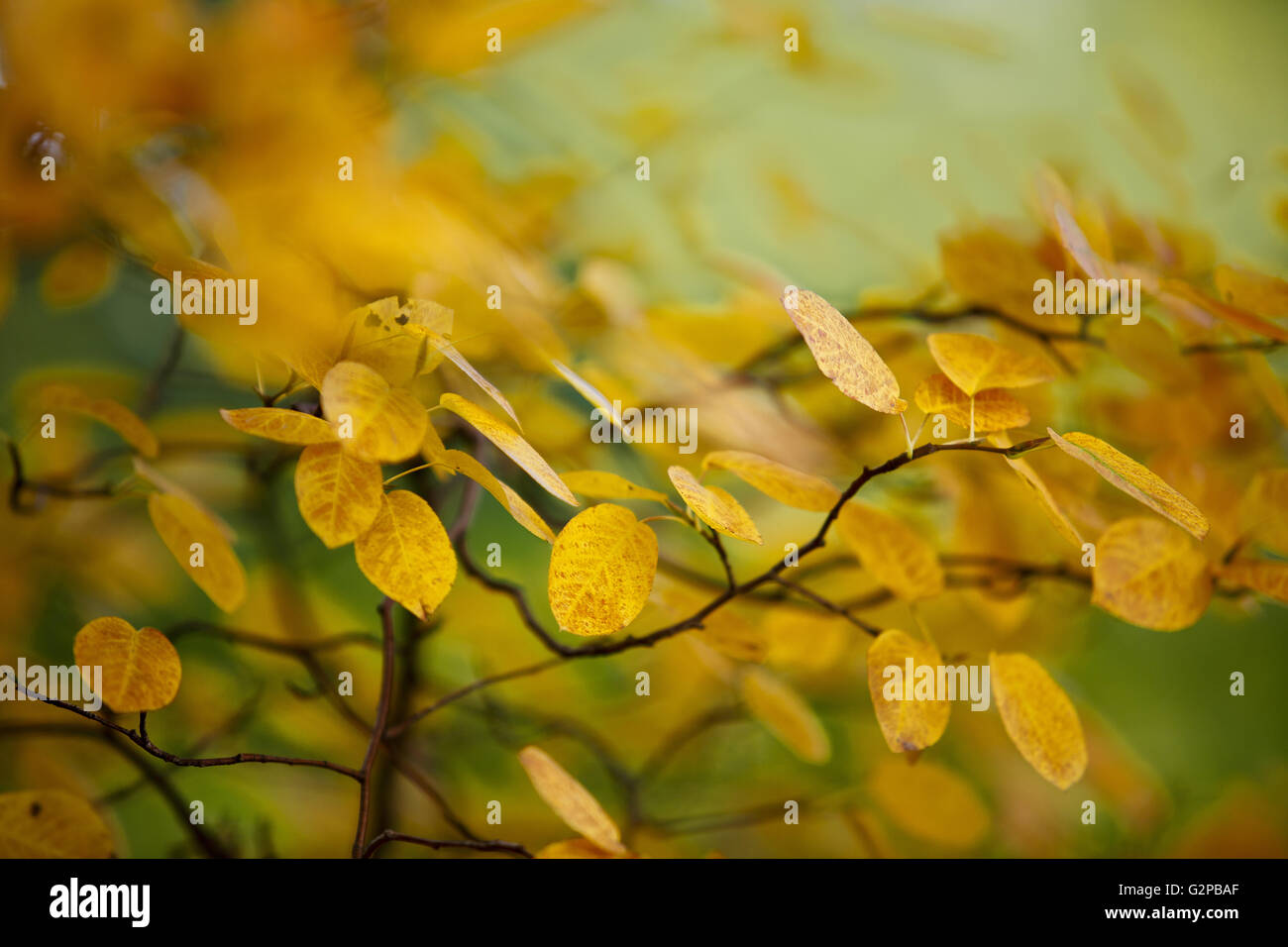 Ramas de colores brillantes de ancho follaje en otoño bosque Foto de stock