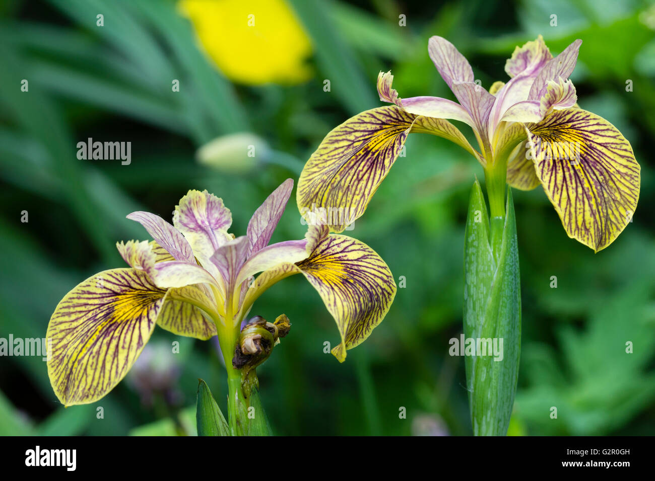 Flores dobles del Iris híbrido 'Holden Clough', I.chrysographes x I.pseudacorus cruz Foto de stock