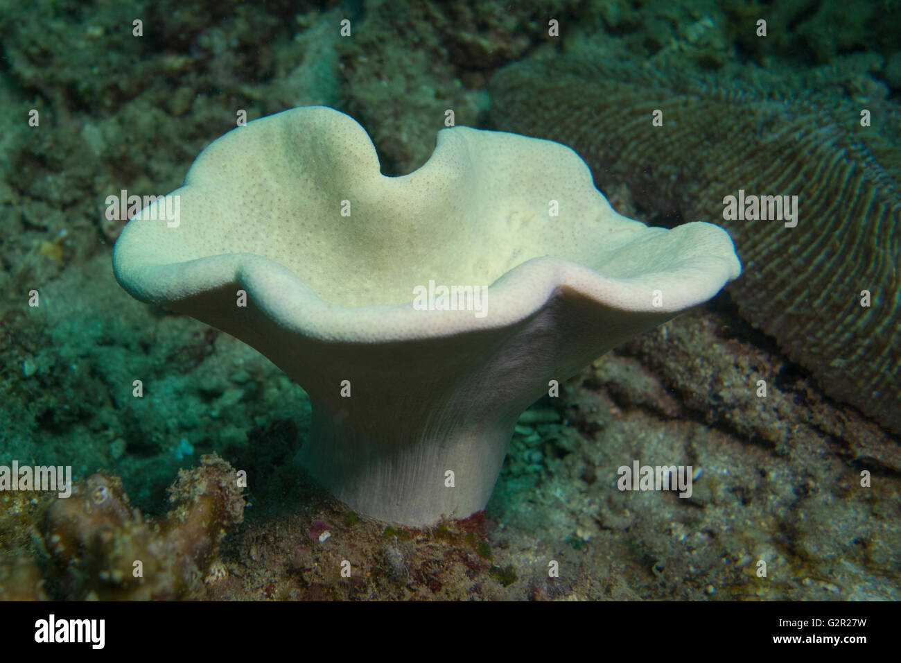Cuero, coral Sarcophyton sp., desde el Triángulo de Coral, Brunei Darussalam, el Mar del Sur de China. Foto de stock