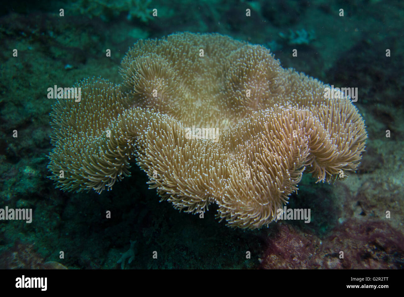 Cuero, coral Sarcophyton sp., desde el Triángulo de Coral, Brunei Darussalam, el Mar del Sur de China. Foto de stock