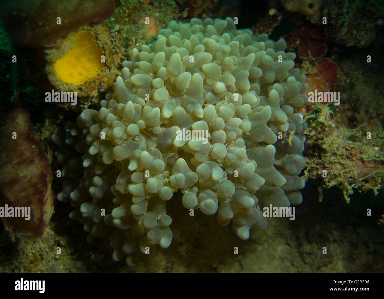 Los corales blandos, Asia, coral triangle, Brunei Darussalam. Foto de stock