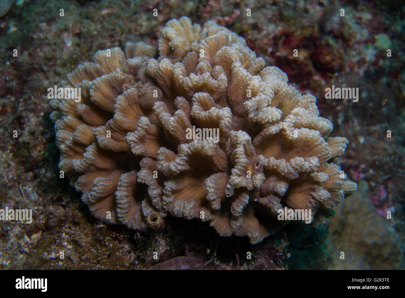 Coral duro o de corales pétreos, arrecifes de coral tropicales, Brunei, el triángulo de Coral. Foto de stock
