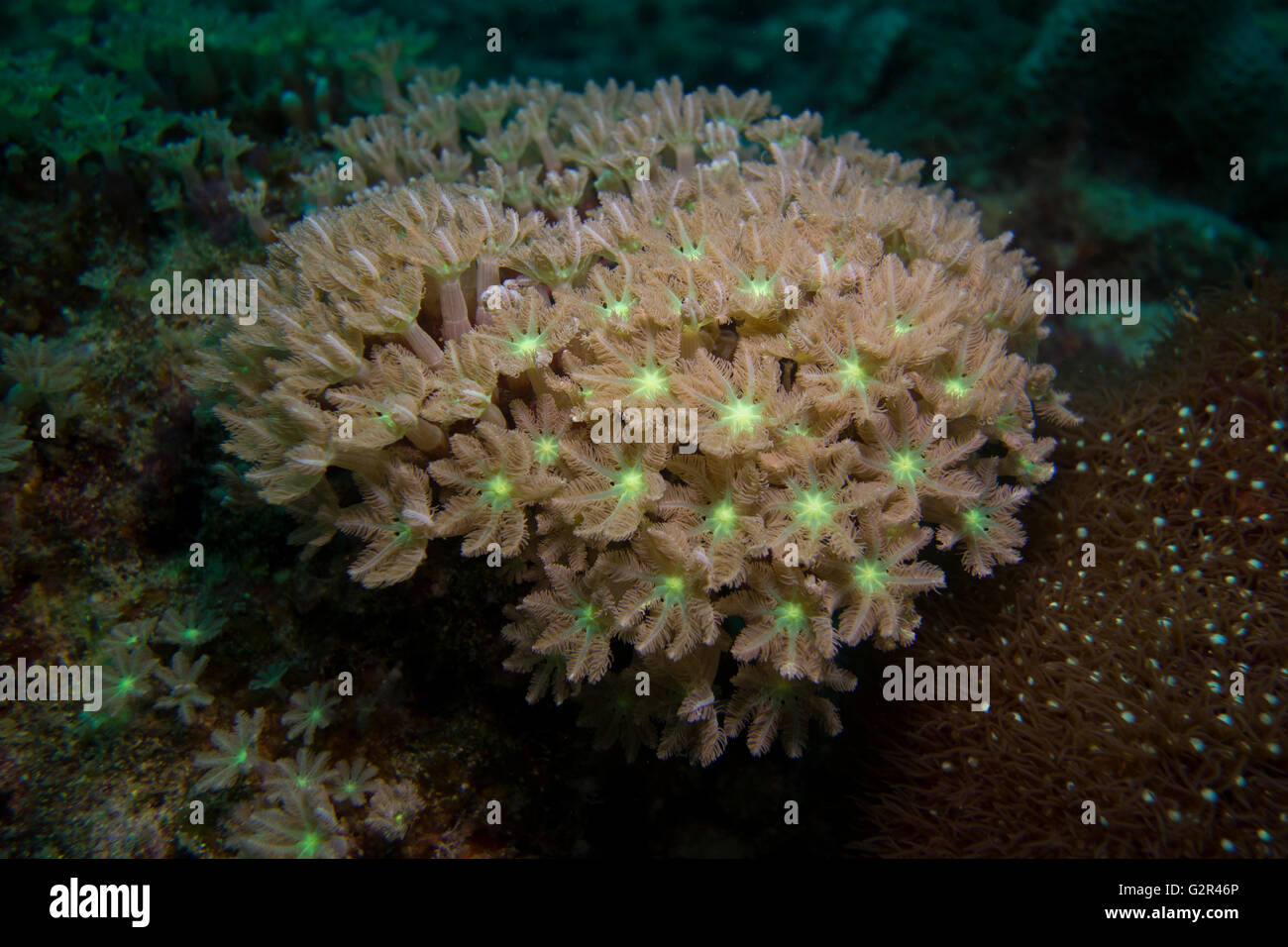 Los corales blandos, Xeniidae, desde el mar de la China Meridional, el Triángulo de Coral, Brunei. Foto de stock