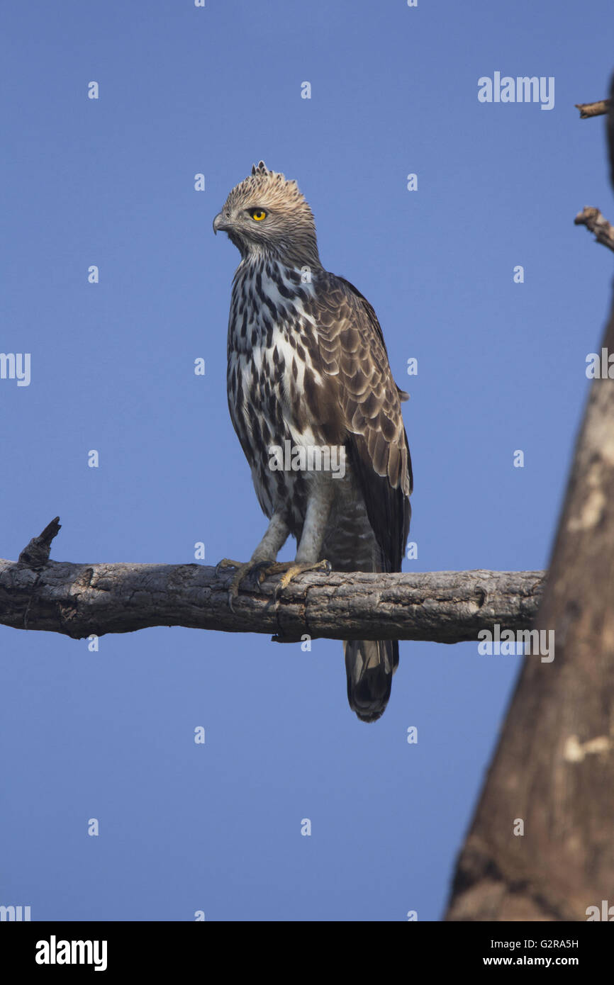 Águila halcón cambiable o águila halcón crestada, Nisaetus cirrhatus, Reserva de Tigres de Corbett, Uttarakhand, India Foto de stock