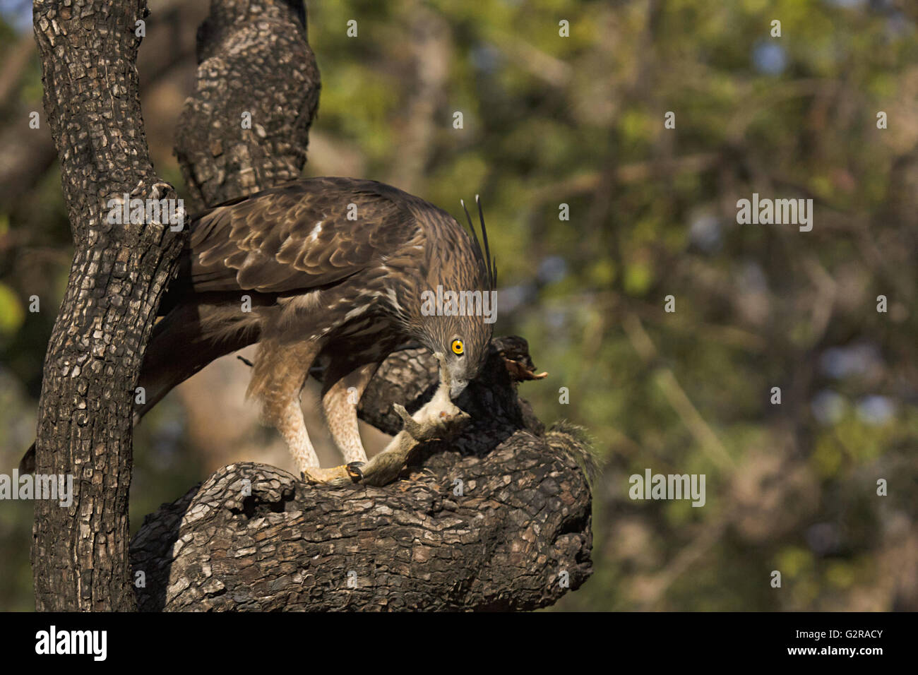 Águila halcón cambiable o águila halcón crestada, Nisaetus cirrhatus, Reserva de Tigre Panna, Madhya Pradesh, India Foto de stock
