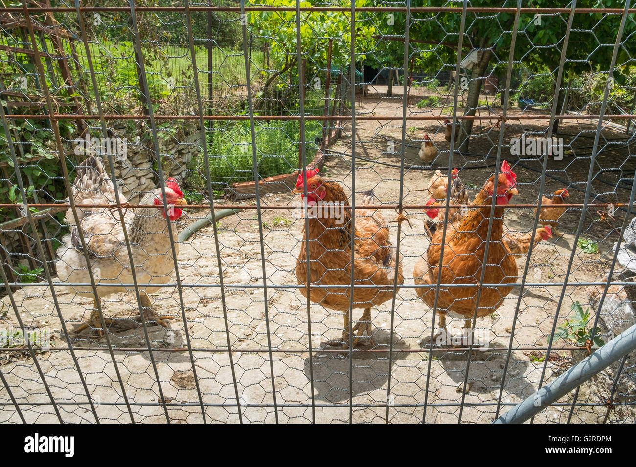 Pollos domésticos en un recinto cercado. Foto de stock
