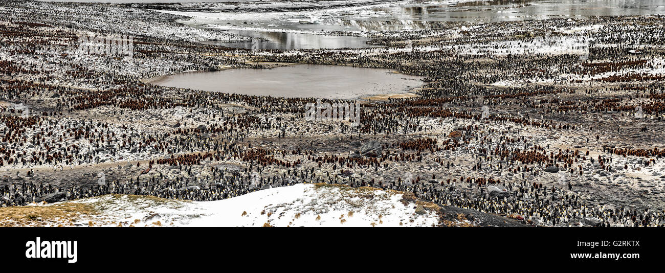 Isla Georgia del Sur colonia de pingüinos rey Panoramic Foto de stock