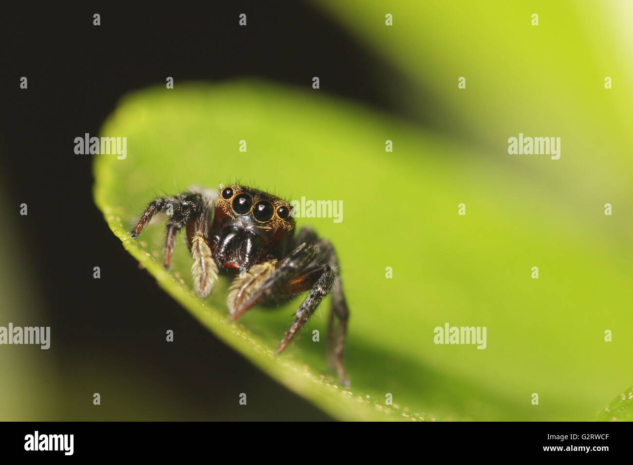 Brown jumping spider mostrando sus colmillos, o chelicerae jackknife. Foto de stock