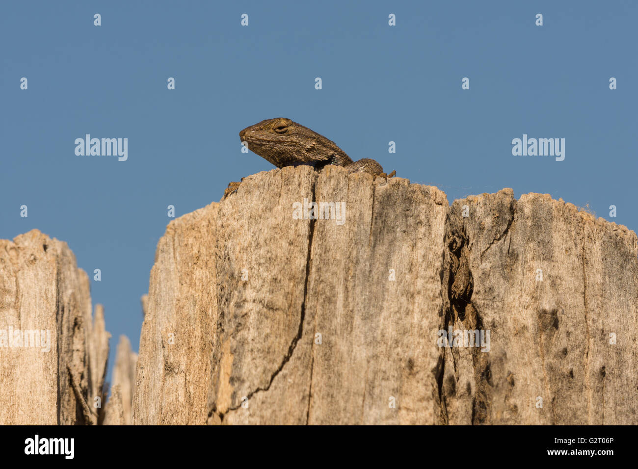 Sudoeste de valla, lagarto (Sceloporus cowlesi), Área Natural de Socorro, Nuevo México, EE.UU.. Foto de stock