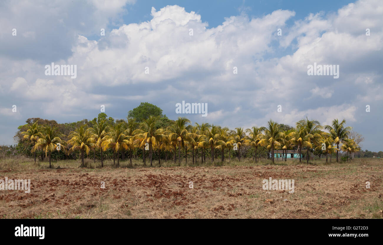 Plantación de Coco en Cuba Foto de stock