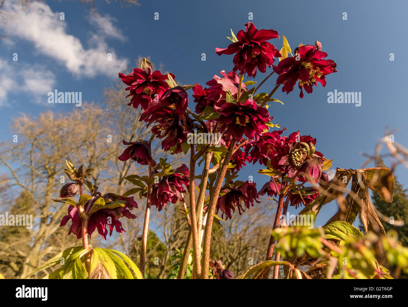 Nivel bajo vista de rojo hellebore flores contra un cielo azul. Foto de stock