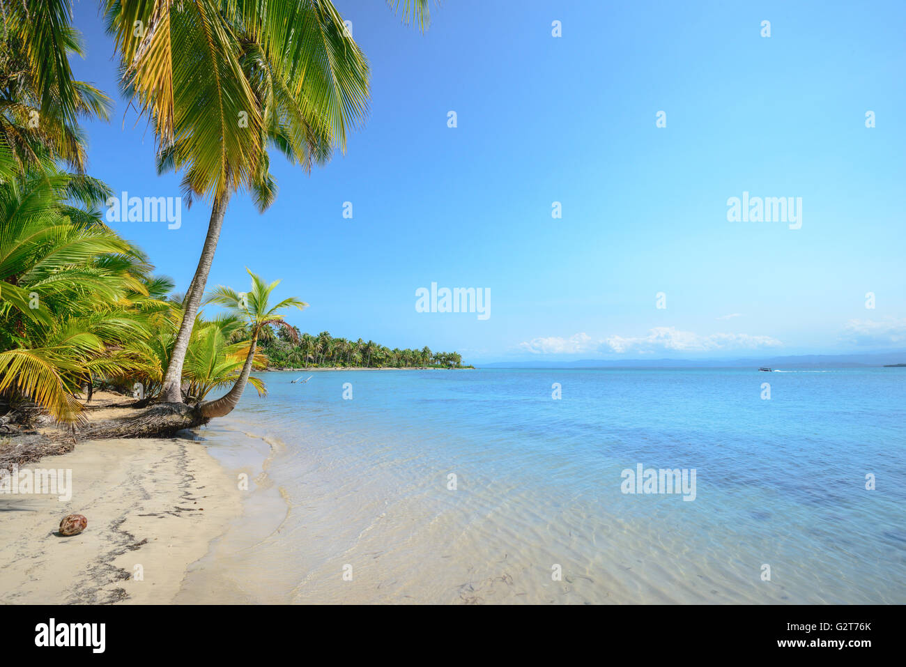 Estrella de mar playa en Bocas del Toro, Panamá Foto de stock