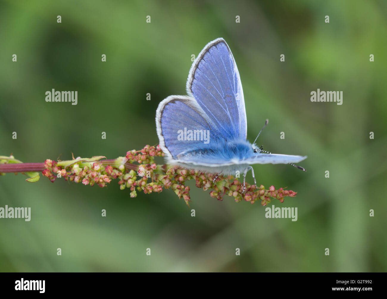Mariposa Azul común (Polyommatus icarus), REINO UNIDO Foto de stock