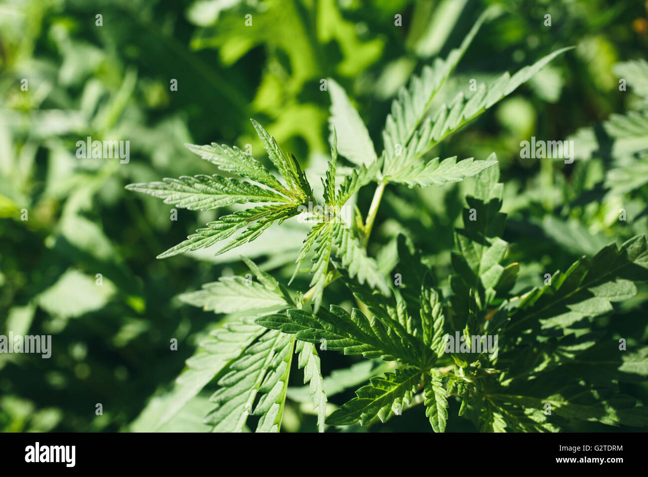 Las hojas jóvenes de cannabis Foto de stock