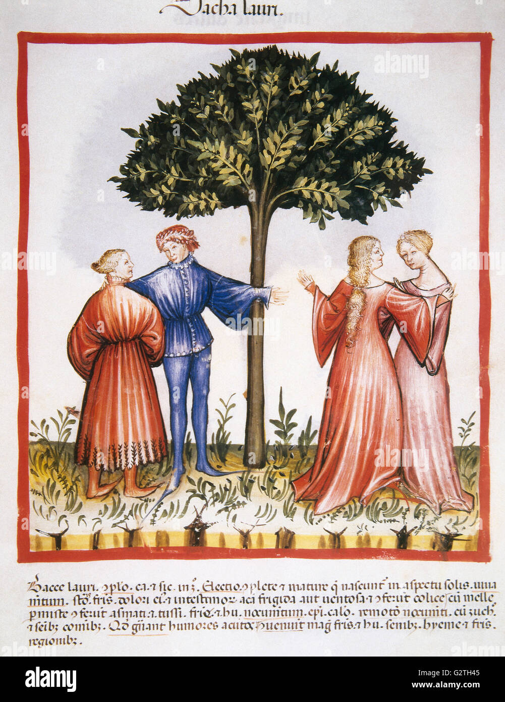 Tacuinum Sanitatis. Siglo 14. Manual medieval de salud. Las bayas de laurel. El folio 18r. Foto de stock