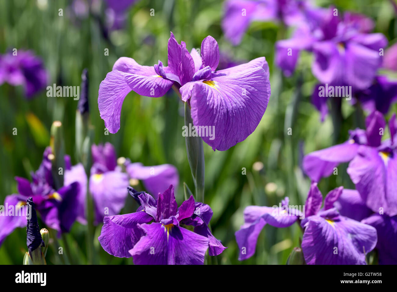 Flor púrpura Iris en la cama de flor Foto de stock