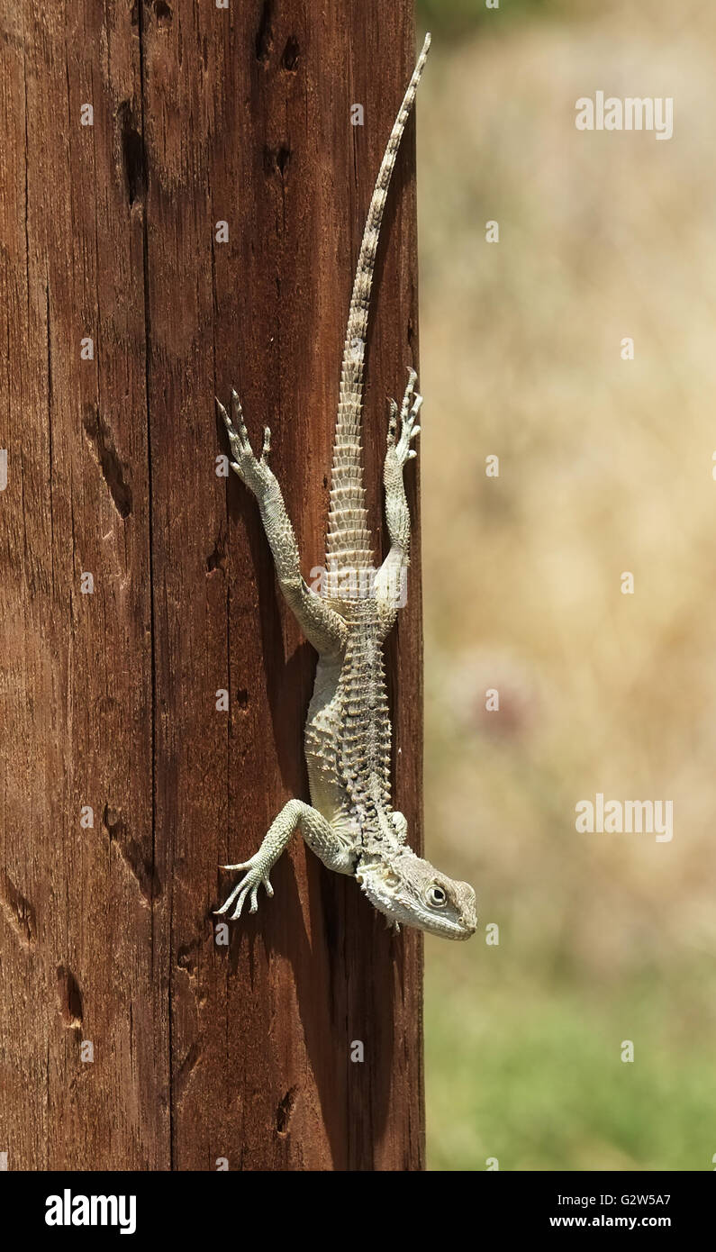Infraorder Gekkota Gecko (lagarto) en un poste de telégrafo, Balalan, Chipre Septentrional. Foto de stock