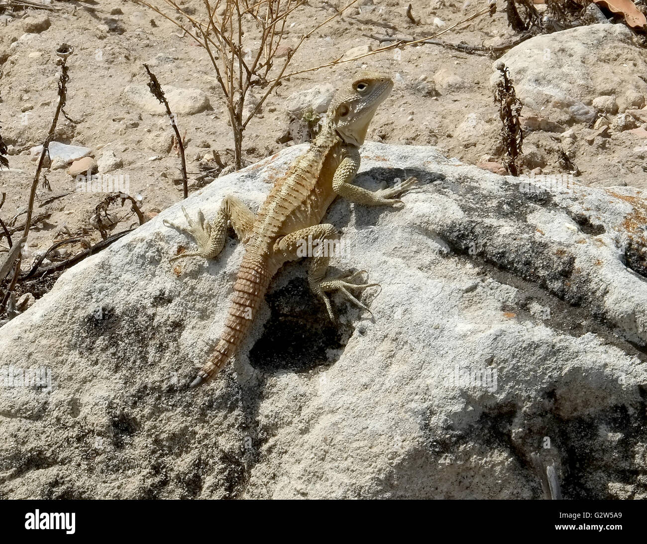Infraorder Gekkota Gecko (lagarto) sobre una roca, salamis, Famagusta, (Gazimagusa), Chipre Septentrional. Foto de stock
