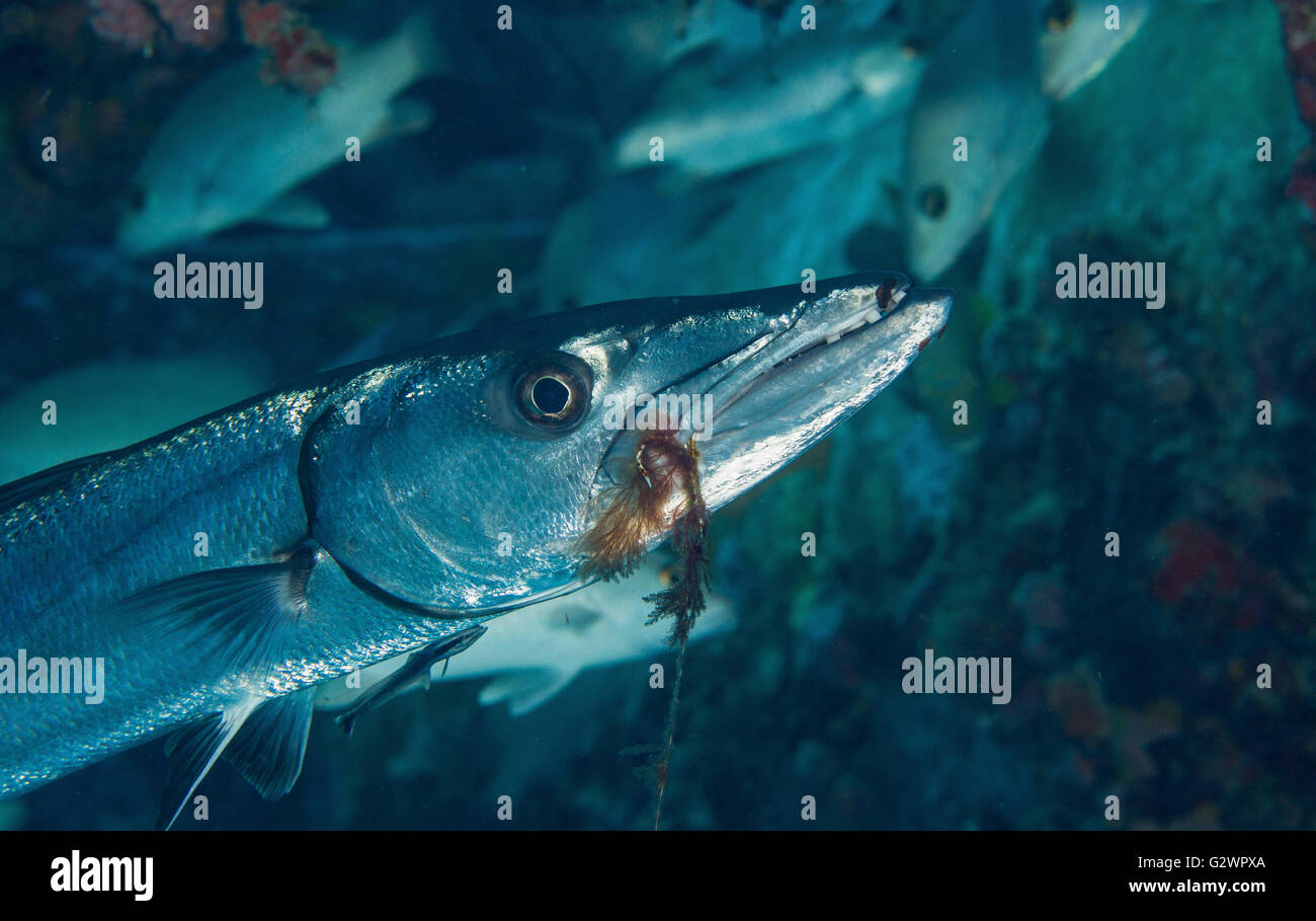 Las algas incrustadas y líder de gancho cuelga de la boca de un gran barracuda. Foto de stock