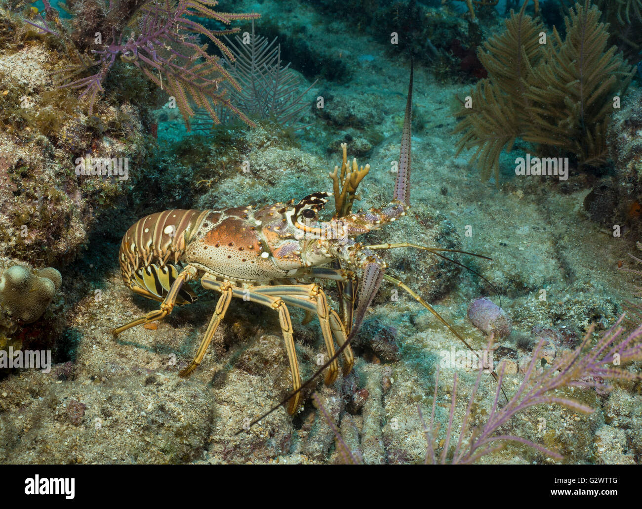 Una langosta del caribe ventures fuera de la protección de los arrecifes de coral, las antenas se agitan como machetes. Foto de stock