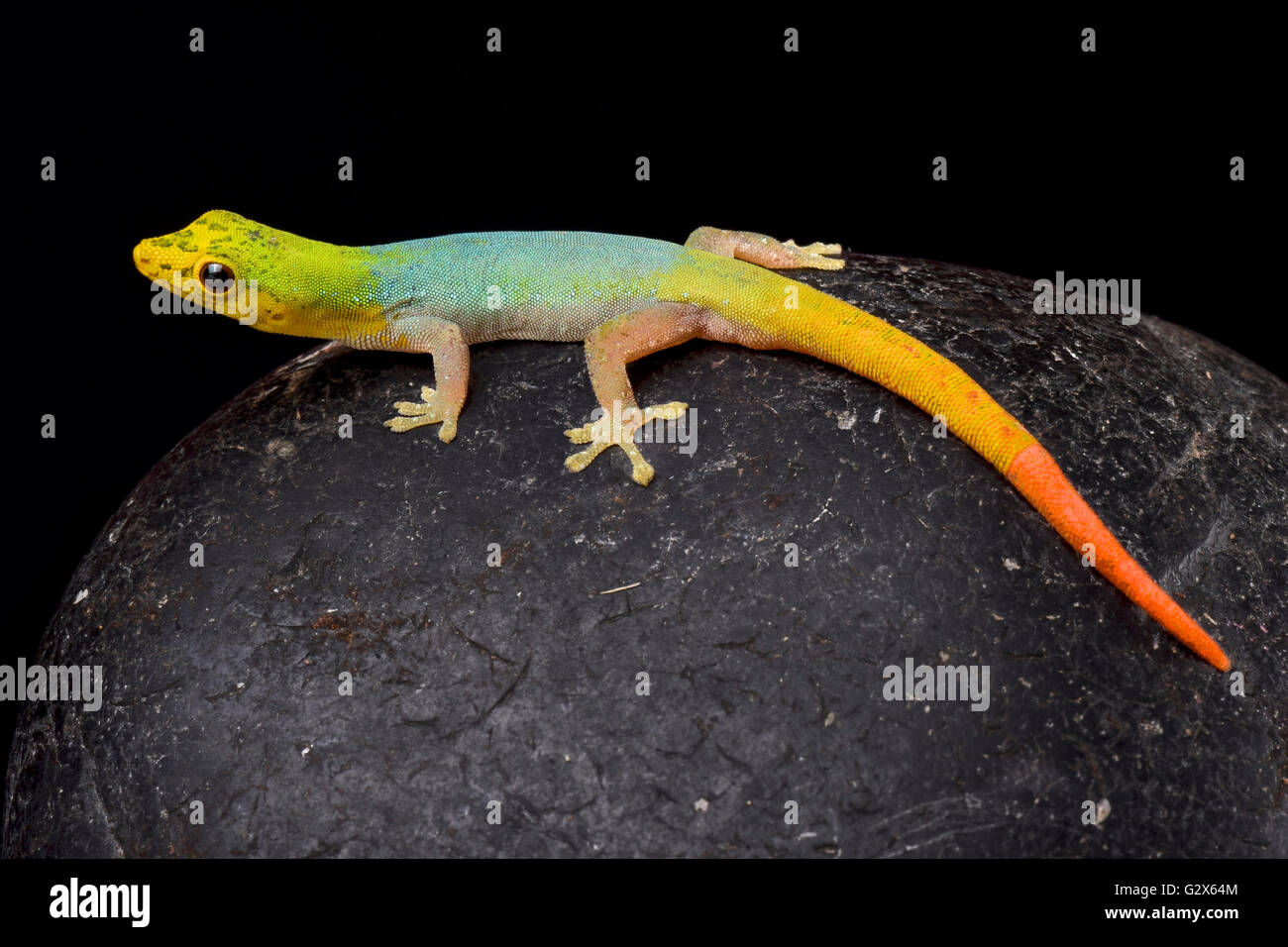 Camerún enano gecko (Lygodactylus conraui) Foto de stock