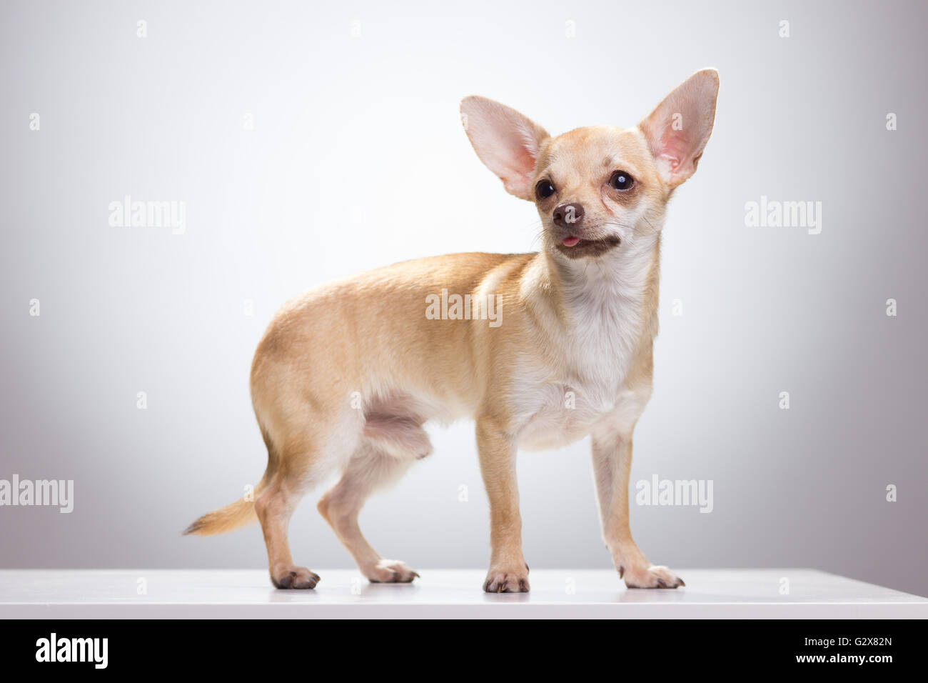 Chihuahua macho perro, fondo blanco. Foto de stock