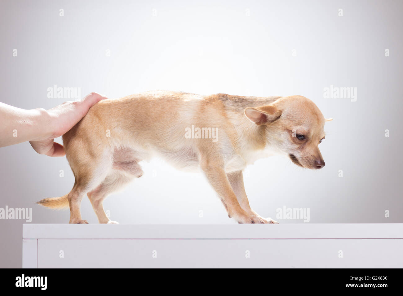 Triste, deprimido, Chihuahua perro empujado por la mano. Foto de stock