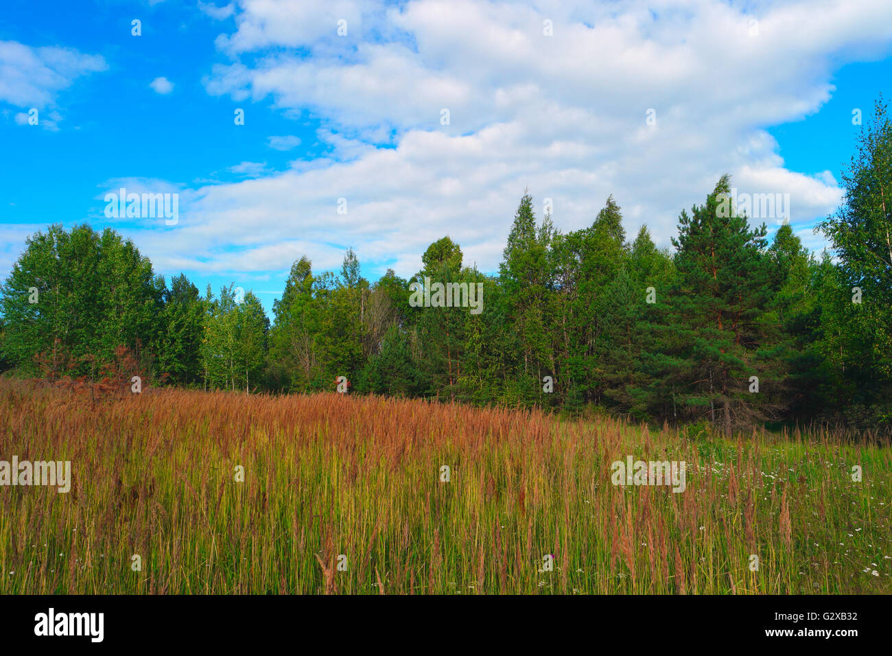 Paisaje de verano con hierba, bosque, el cielo y las nubes Foto de stock