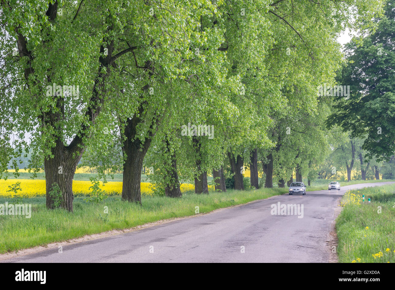 árboles en fila fotografías e imágenes de alta resolución - Alamy