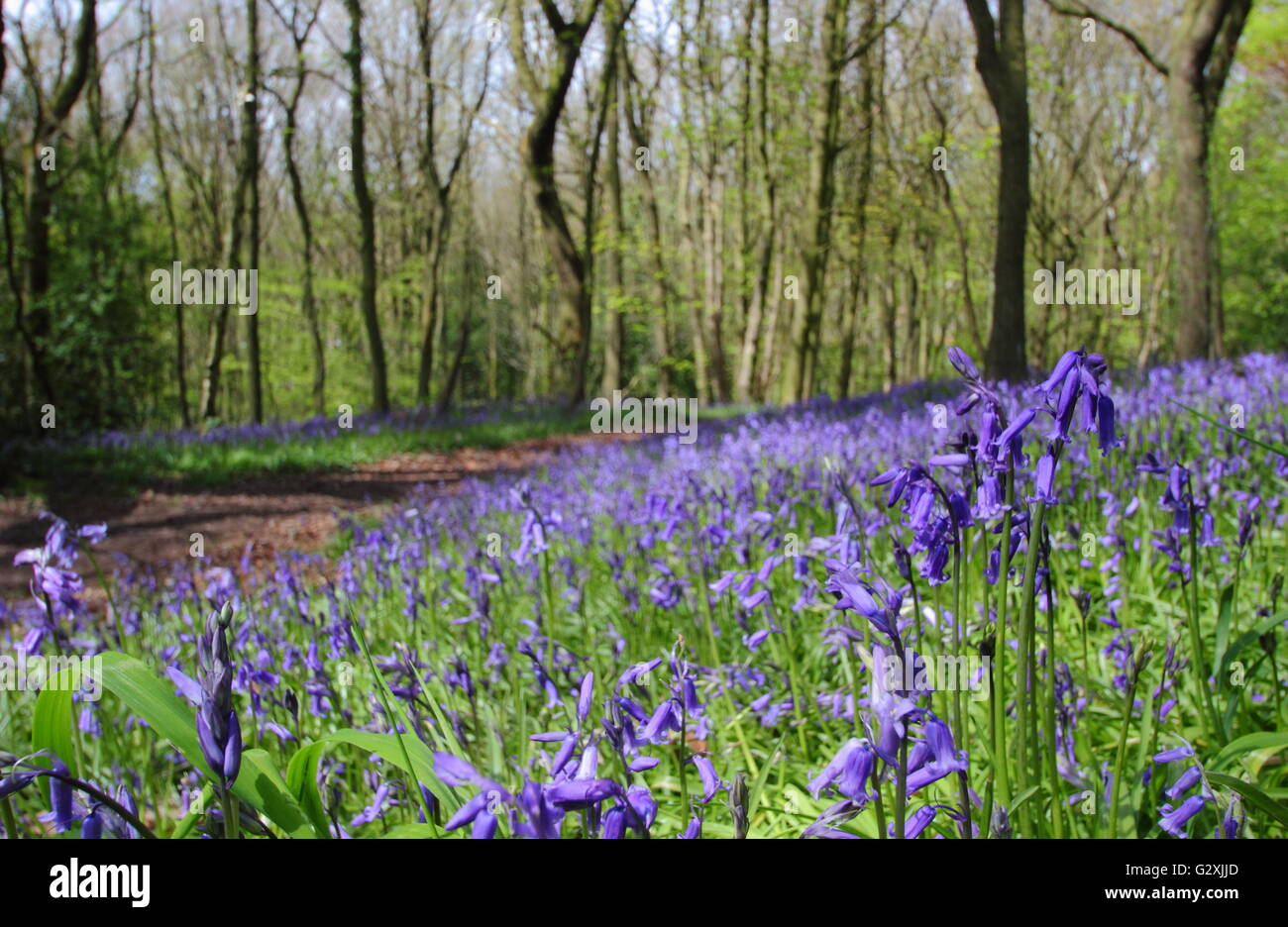 Las campánulas azules flor en el piso de un bosque caducifolio en Derbyshire, en un día soleado de mayo - Inglaterra Foto de stock