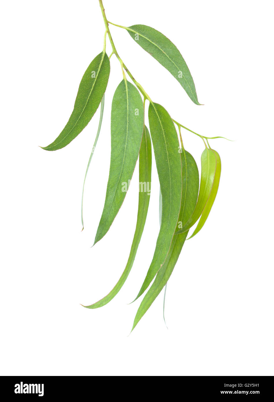 Hojas de eucalipto fotografías e imágenes de alta resolución Alamy