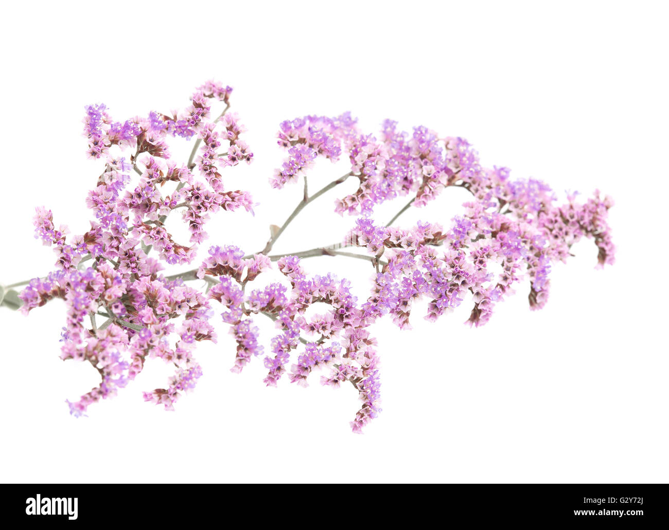 La flora de Gran Canaria - papel pequeñas flores lilas de Limonium pectinatum, endémica de las Islas Canarias, aislado en blanco backgr Foto de stock