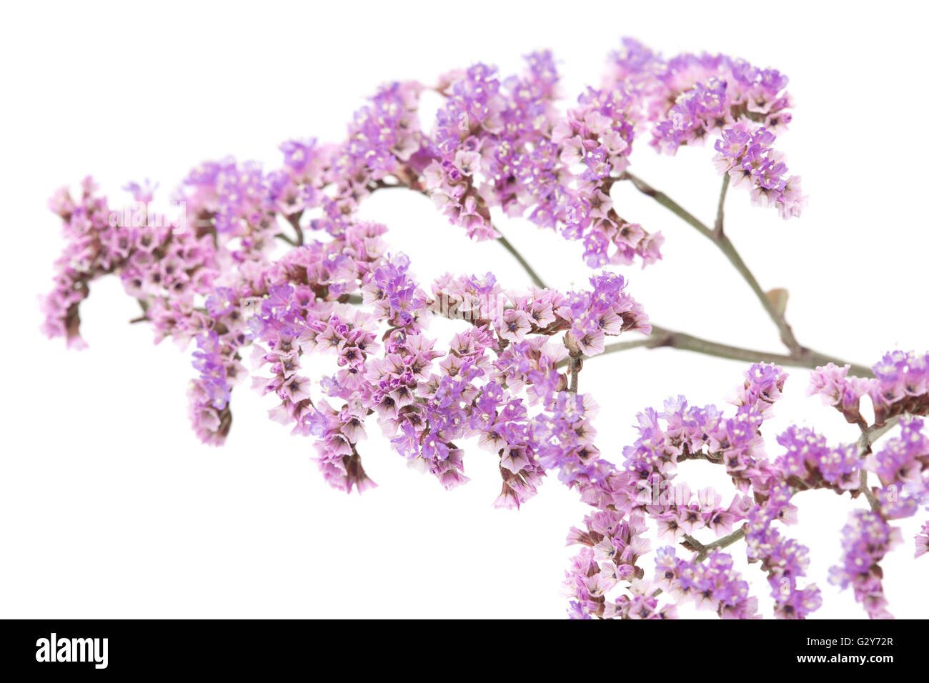 La flora de Gran Canaria - papel pequeñas flores lilas de Limonium pectinatum, endémica de las Islas Canarias, aislado en blanco backgr Foto de stock