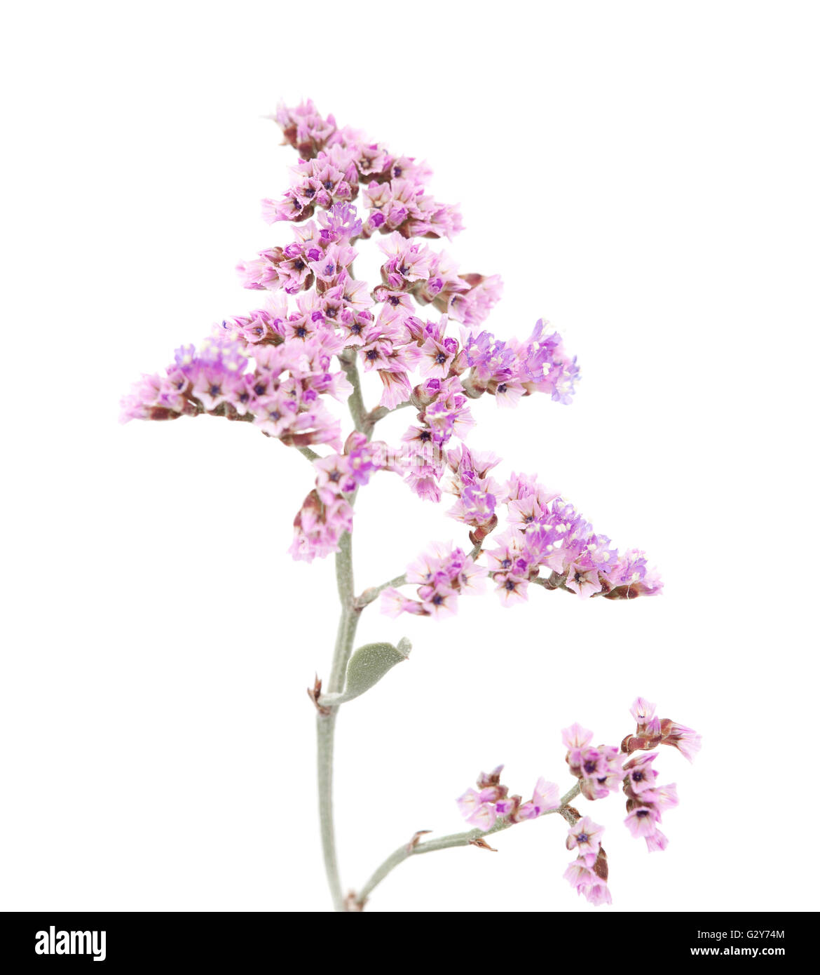 La flora de Gran Canaria - papel pequeñas flores lilas de Limonium pectinatum, endémica de las Islas Canarias, aislado en blanco backgr Foto de stock