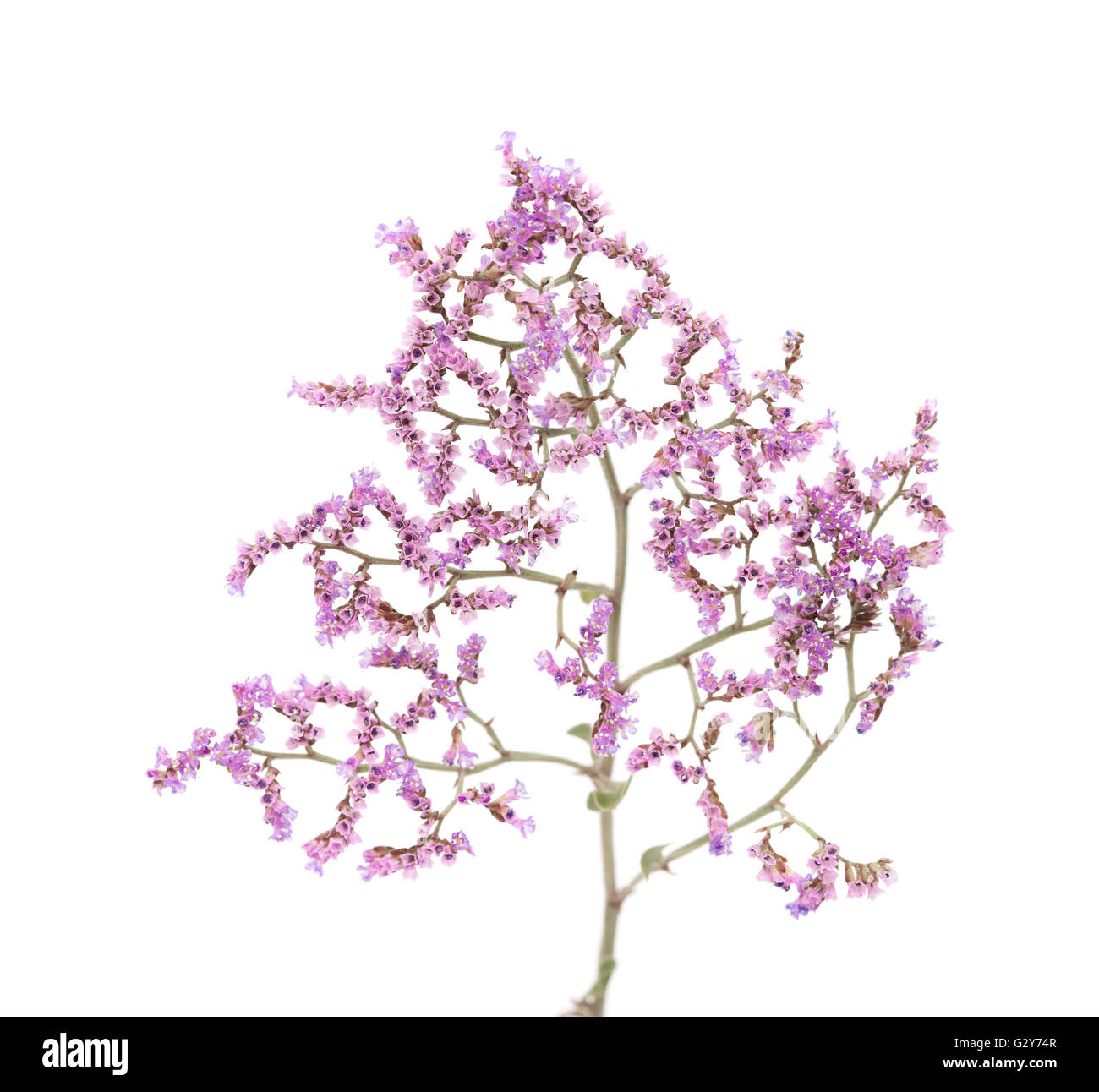 La flora de Gran Canaria - papel pequeñas flores lilas de Limonium pectinatum, endémica de las Islas Canarias, aislado en blanco backgr Foto de stock