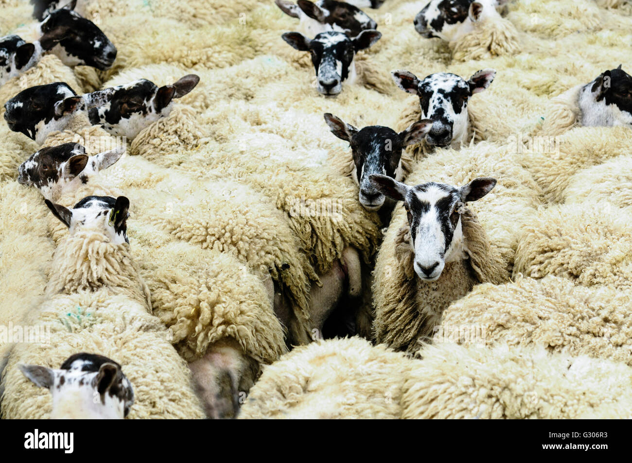 Bandada de North Country Mula ovejas cerca juntos en una pluma. Foto de stock