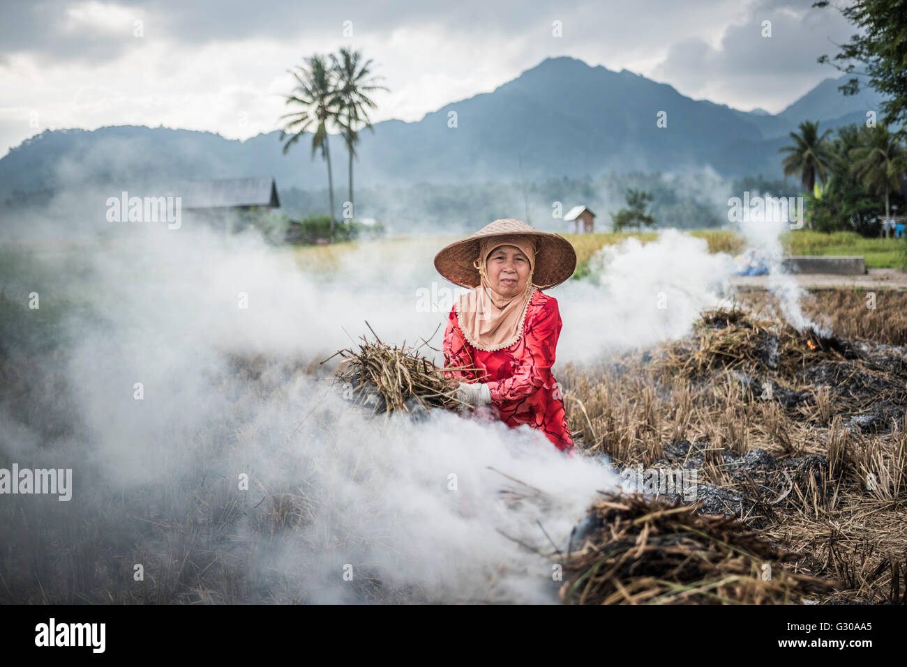 Agricultor incendiando las cosechas en los campos de arroz, de Bukittinggi, al oeste de Sumatra, Indonesia, Sudeste Asiático, Asia Foto de stock